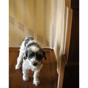 Safe Railing Guard